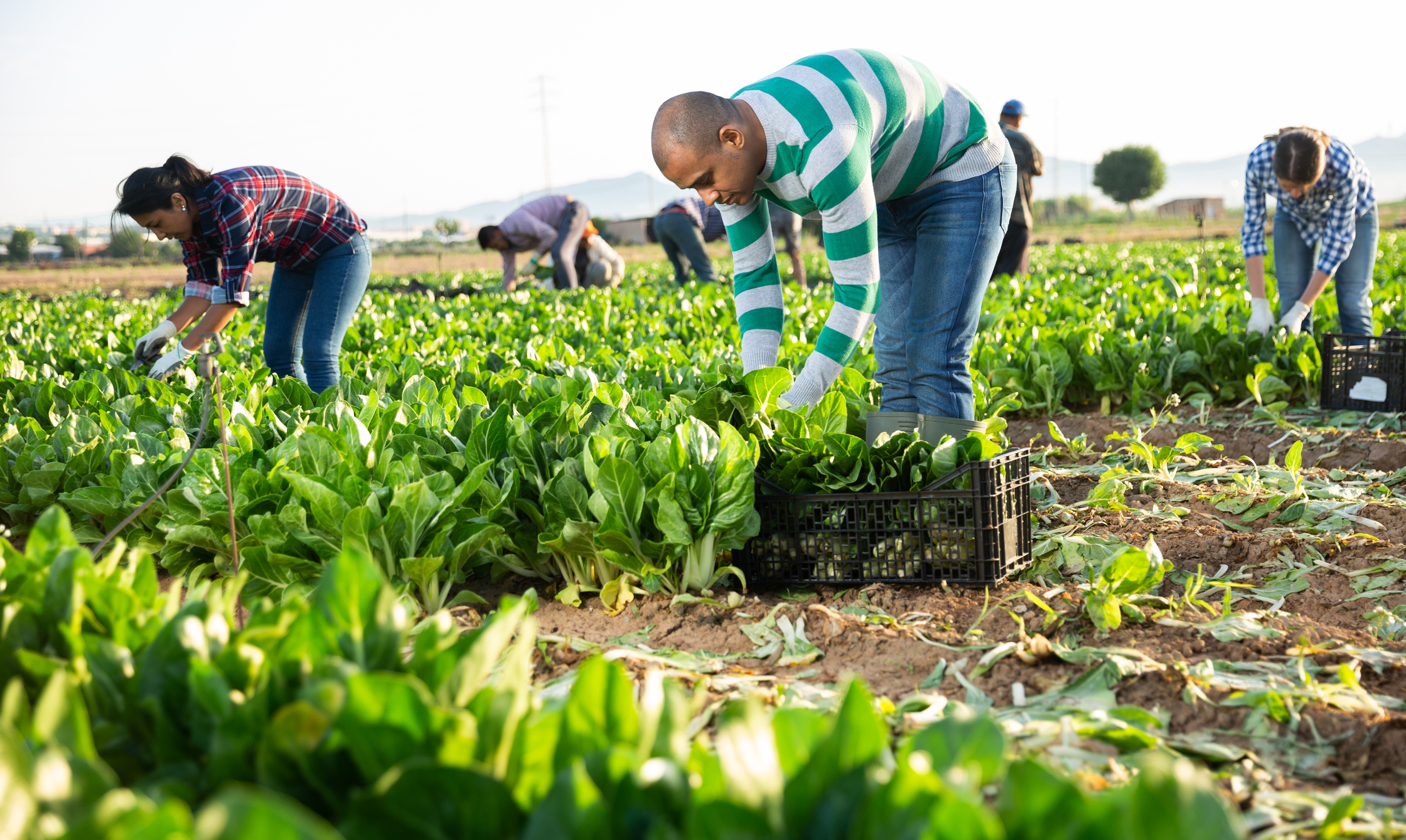 Posting workers in the agricultural sector across EU